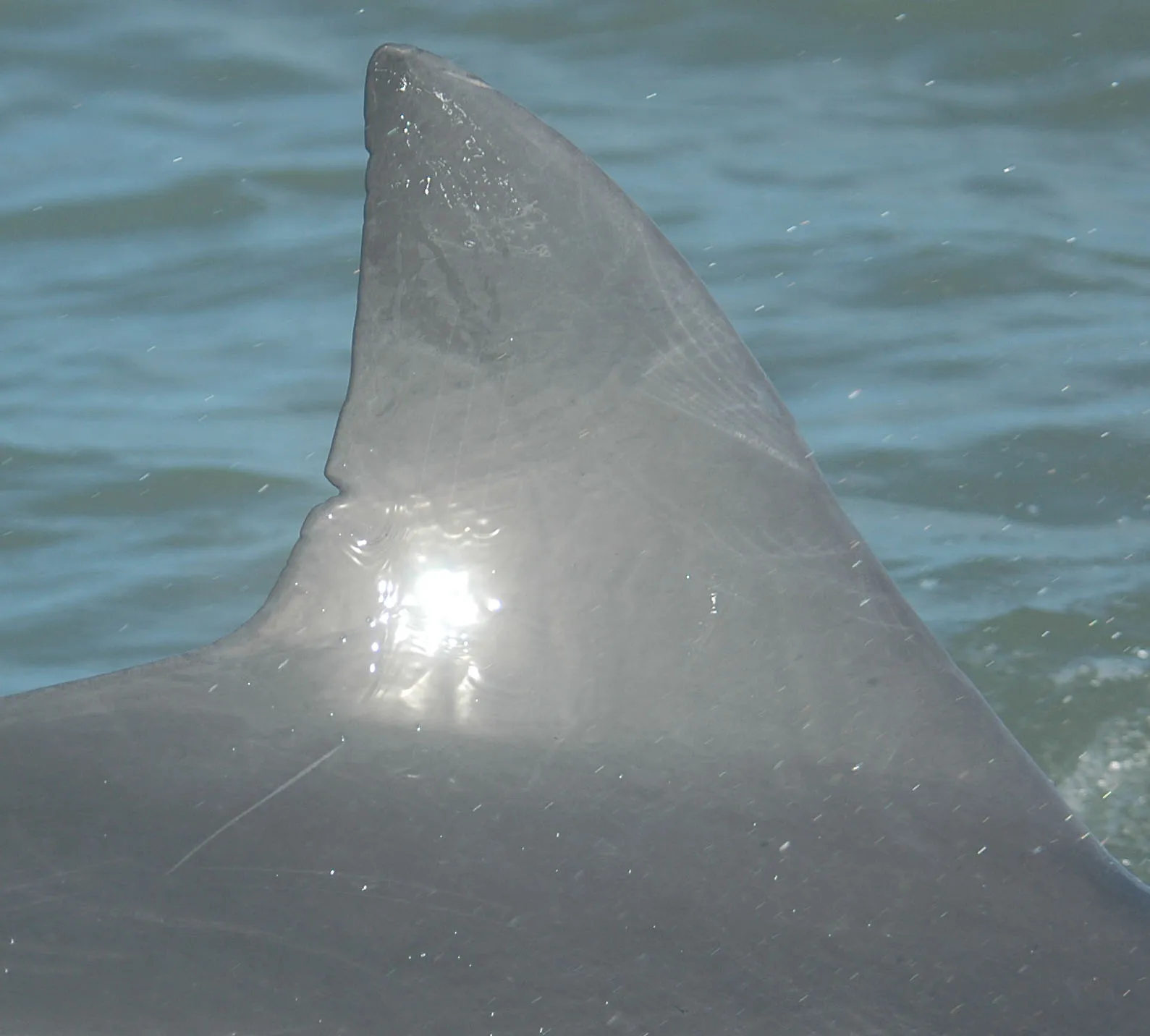 Foto de identificación de aleta de tonina