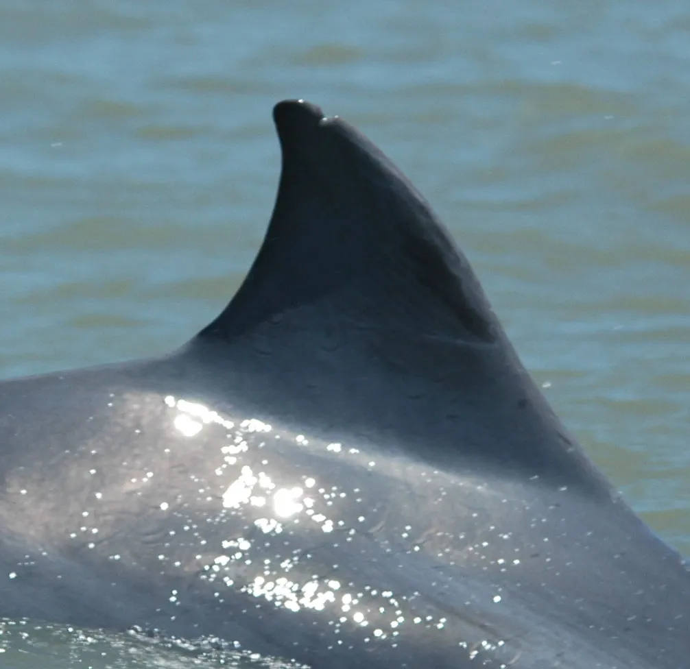 Foto de identificación de aleta de tonina