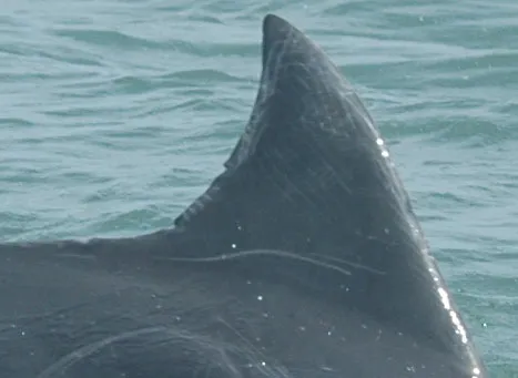 Foto de identificación de aleta de tonina