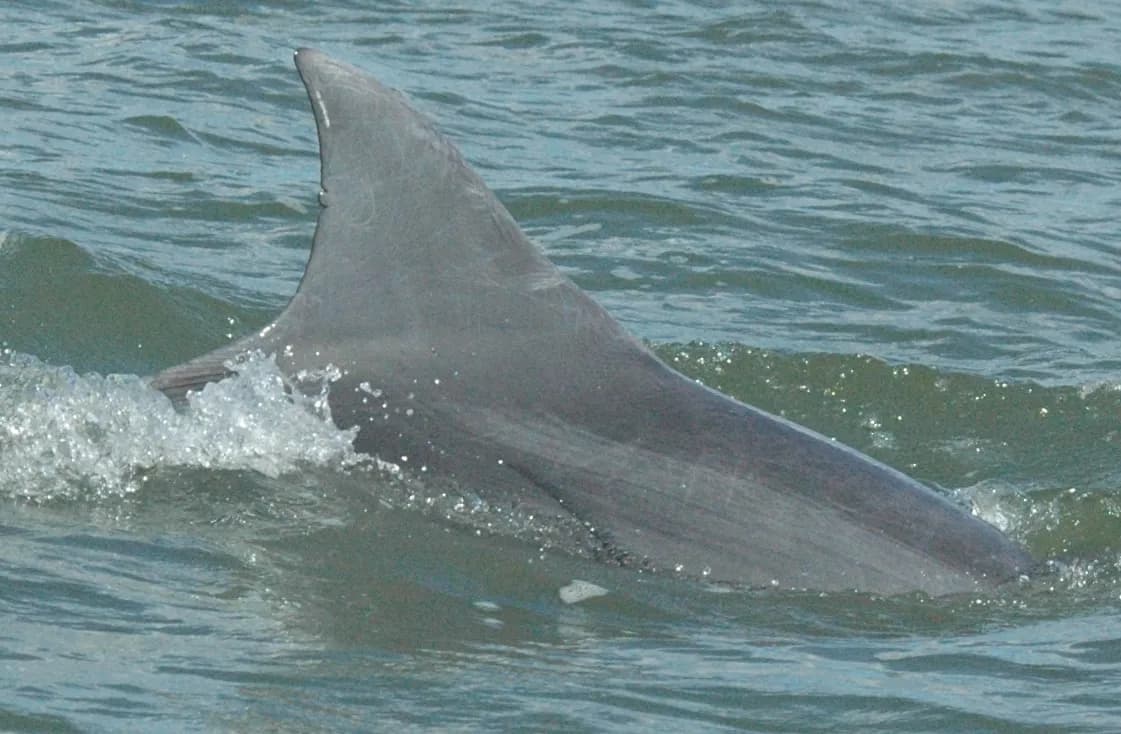 Foto de identificación de aleta de tonina