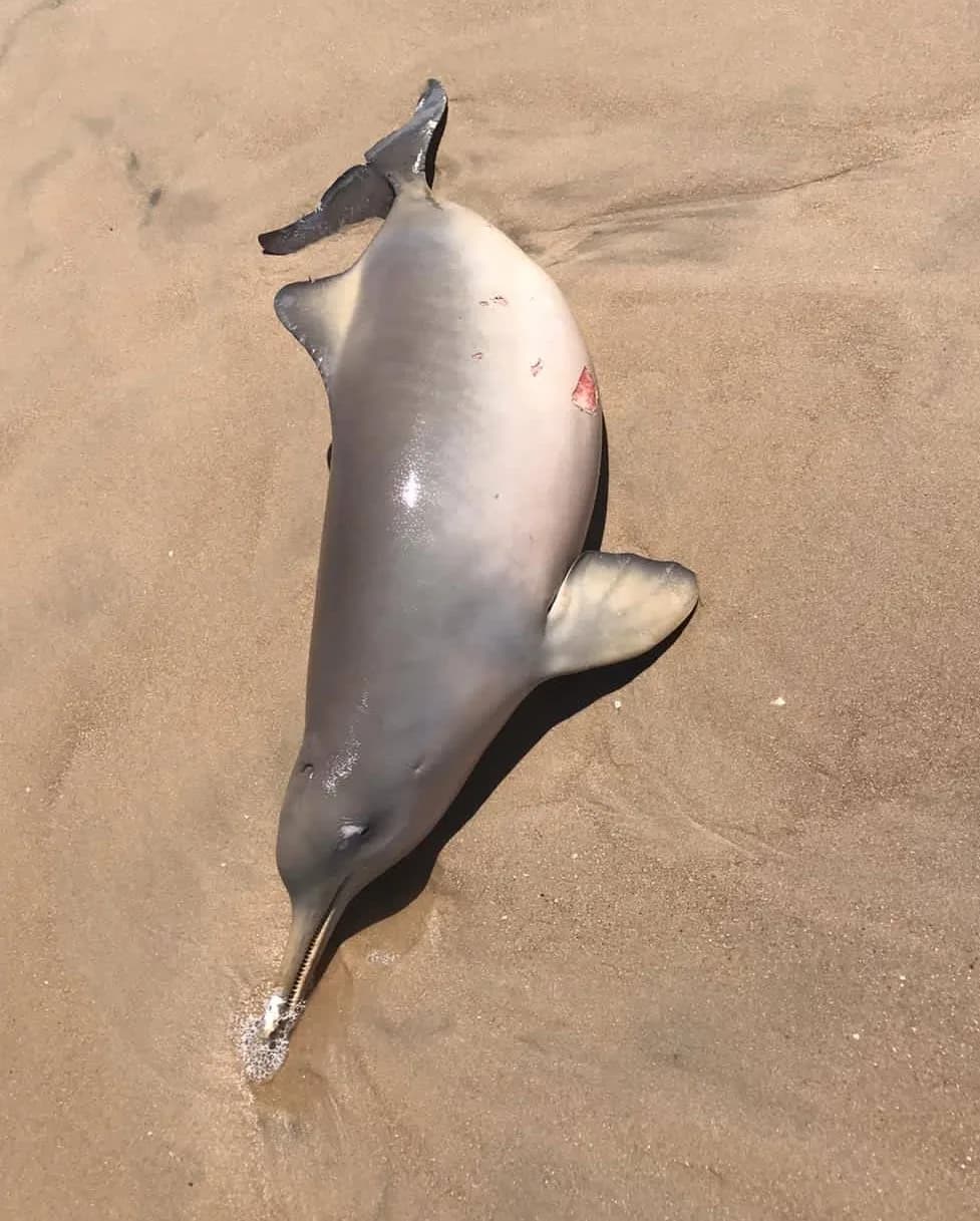Franciscana adulta varada en la costa del departamento de Rocha