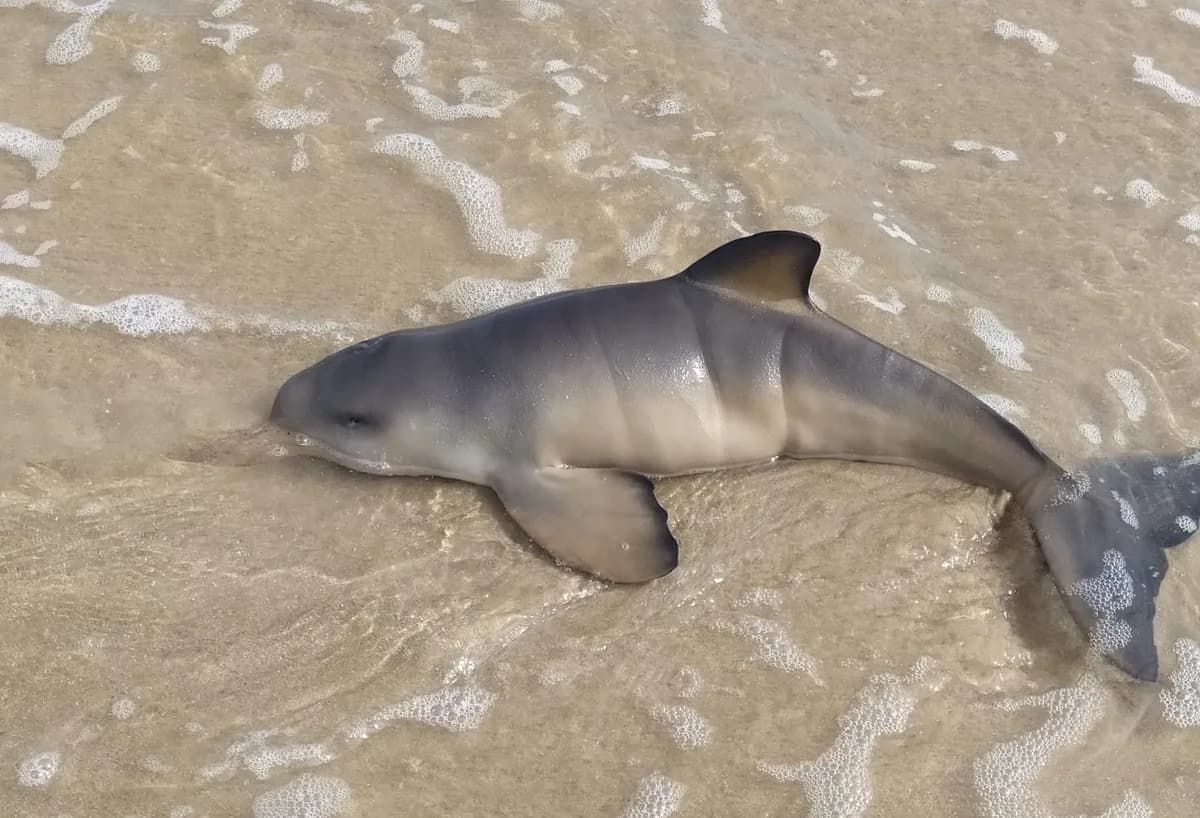 Franciscana recién nacida varada viva en la costa de Rocha